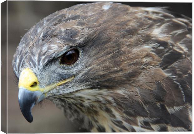 Buzzard Stealth Canvas Print by Kevin Warner