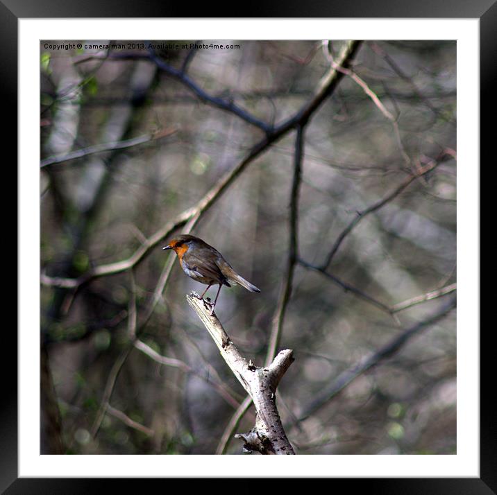 Resting Robin Framed Mounted Print by camera man