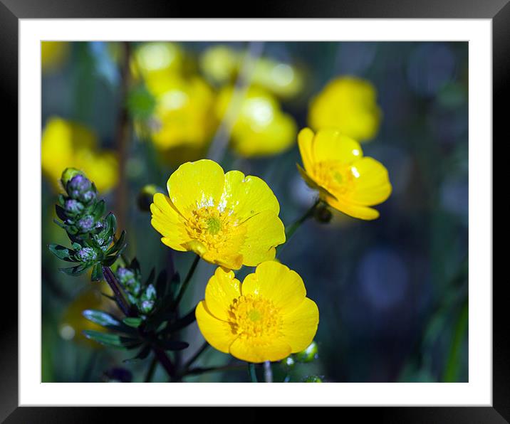 Buttercup Framed Mounted Print by Paul McKenzie