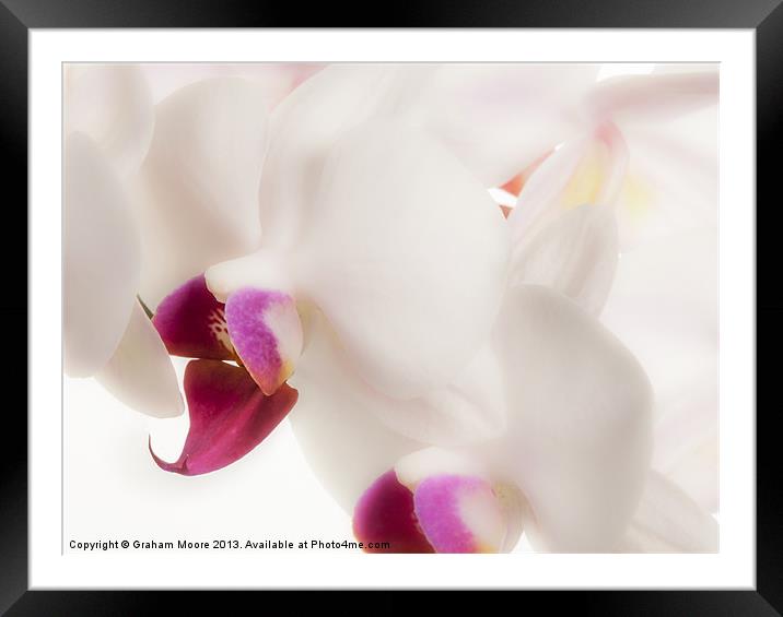 White orchid Framed Mounted Print by Graham Moore