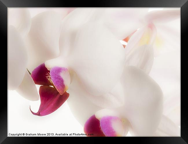 White orchid Framed Print by Graham Moore
