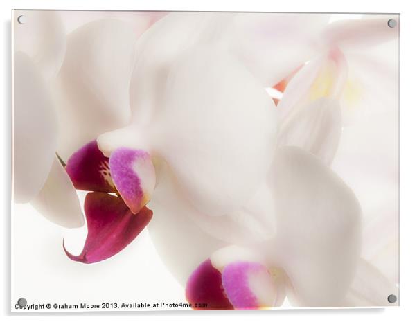White orchid Acrylic by Graham Moore