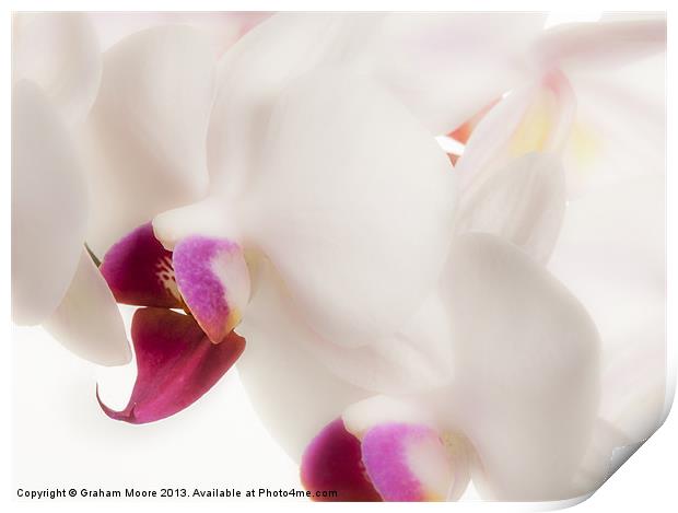 White orchid Print by Graham Moore