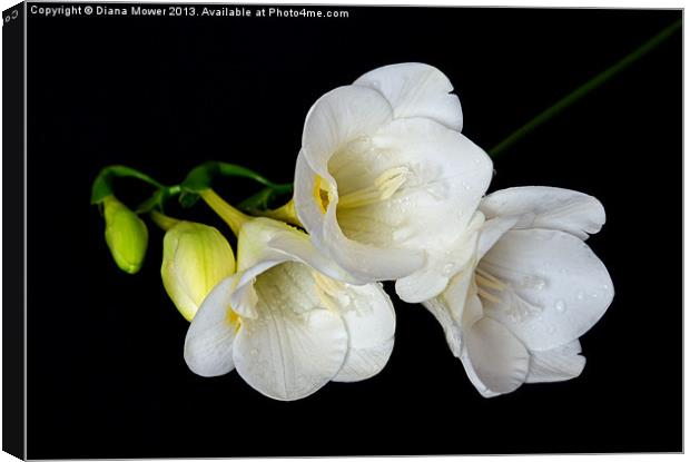 White Freesia on Black Background Canvas Print by Diana Mower