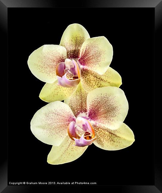 Yellow orchid Framed Print by Graham Moore