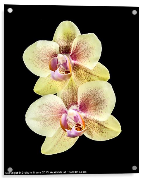Yellow orchid Acrylic by Graham Moore
