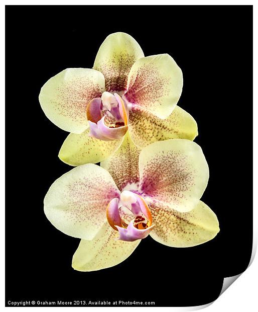 Yellow orchid Print by Graham Moore