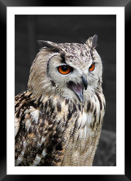 European Eagle Owl Framed Mounted Print by Kevin Warner