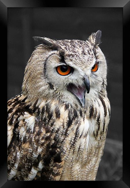European Eagle Owl Framed Print by Kevin Warner