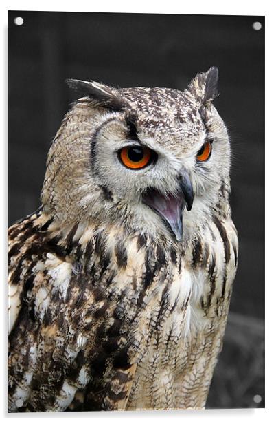 European Eagle Owl Acrylic by Kevin Warner