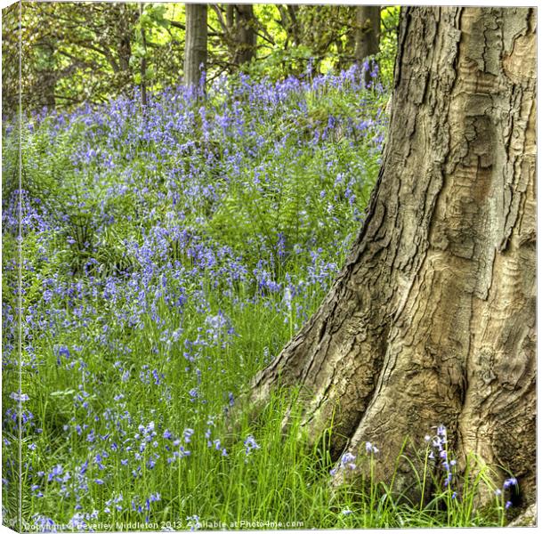 Bluebell Woods Canvas Print by Beverley Middleton