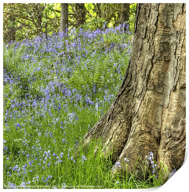 Bluebell Woods Print by Beverley Middleton