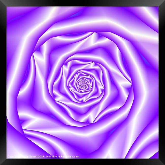 Lavender Rose Spiral Framed Print by Colin Forrest