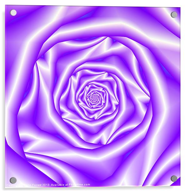 Lavender Rose Spiral Acrylic by Colin Forrest
