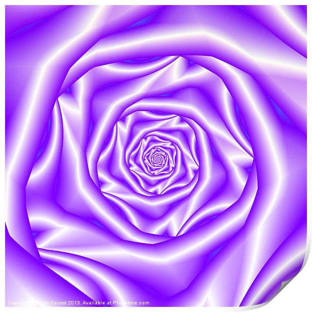Lavender Rose Spiral Print by Colin Forrest