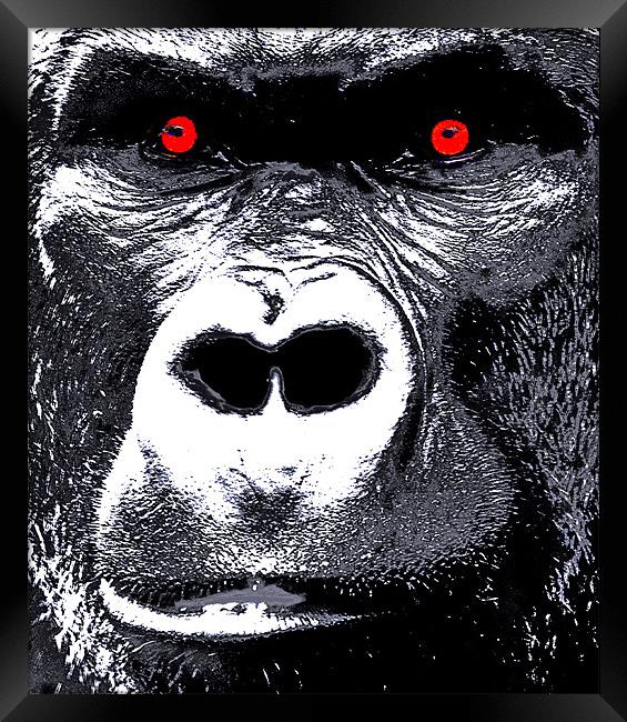 In The eyes Of A Gorilla Framed Print by Mike Gorton