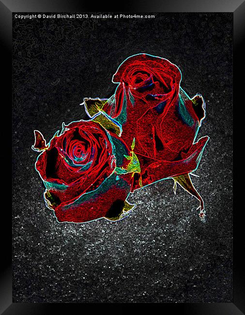 Savage Roses Framed Print by David Birchall