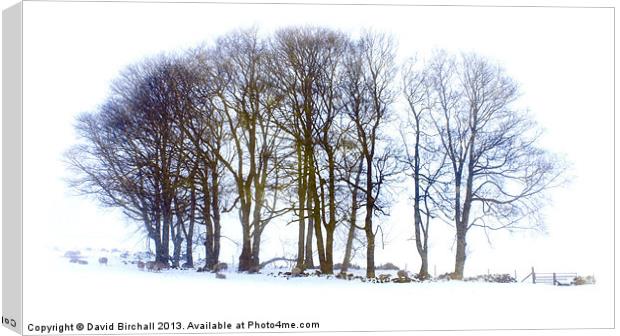 Winter Trees Canvas Print by David Birchall