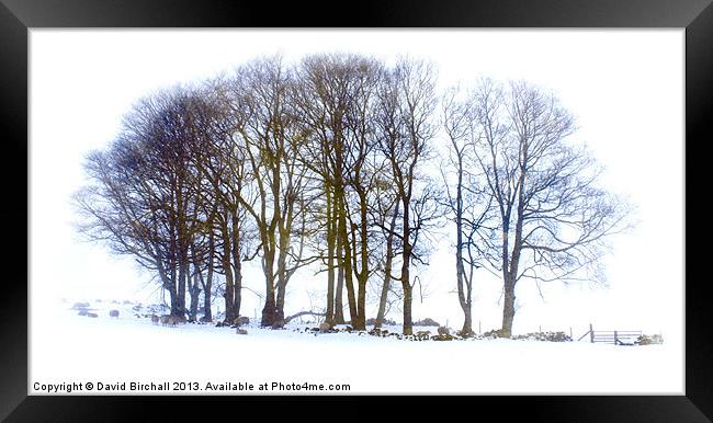 Winter Trees Framed Print by David Birchall
