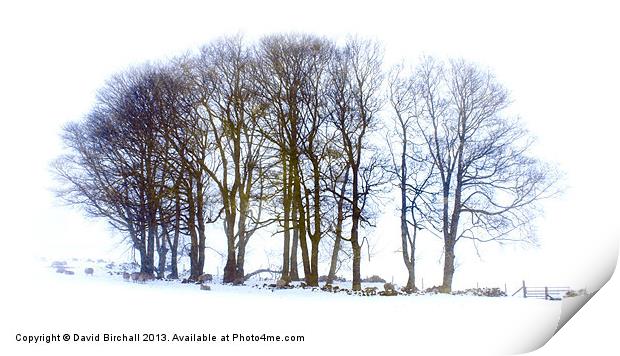 Winter Trees Print by David Birchall