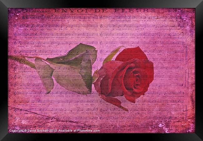 Envoi De Fleurs, Rose Framed Print by David Birchall