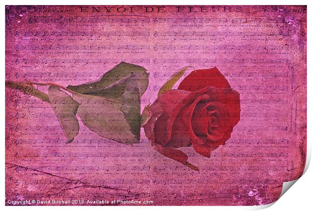 Envoi De Fleurs, Rose Print by David Birchall