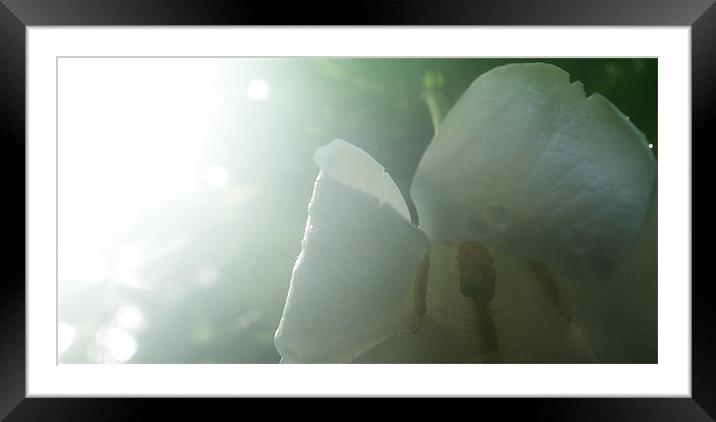 white flower Framed Mounted Print by magda barcentewicz