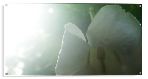 white flower Acrylic by magda barcentewicz