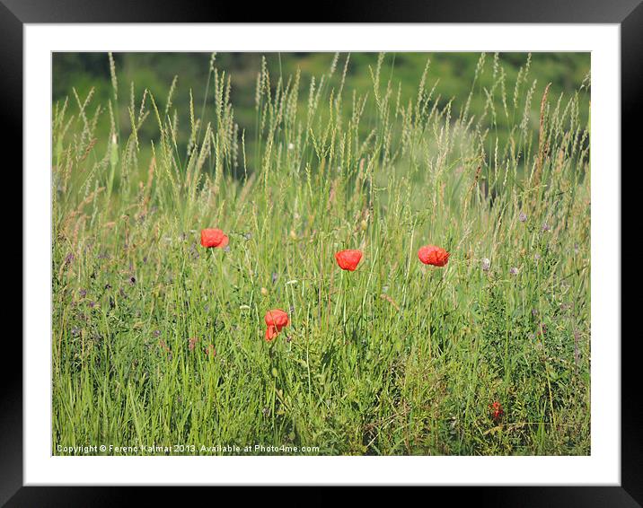poppies on the meadow Framed Mounted Print by Ferenc Kalmar