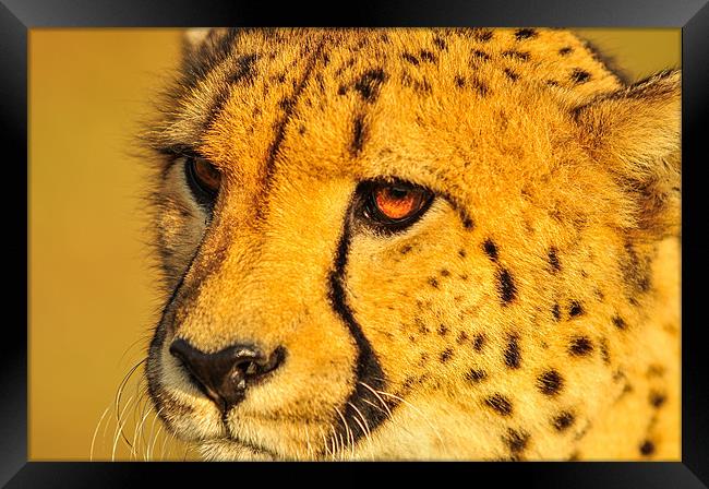 Cheetah Framed Print by Jan Venter