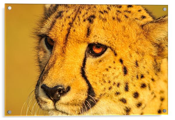 Cheetah Acrylic by Jan Venter