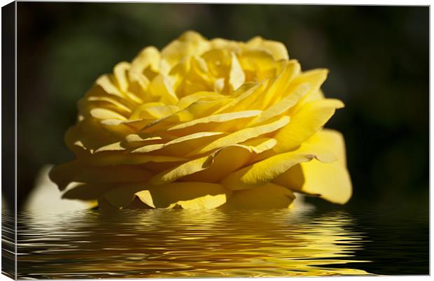 Yellow Rose Flood Canvas Print by Steve Purnell