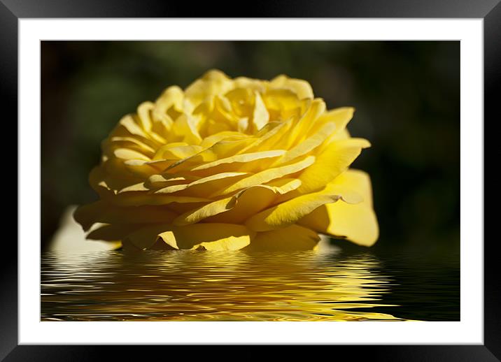 Yellow Rose Flood Framed Mounted Print by Steve Purnell