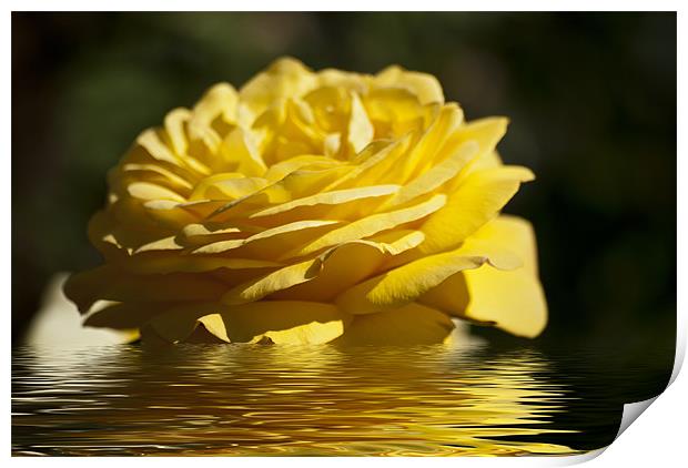 Yellow Rose Flood Print by Steve Purnell