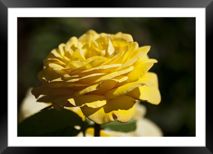 Yellow Rose Framed Mounted Print by Steve Purnell