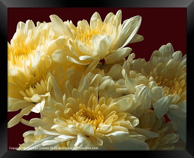 Chrysanthemums Close Up Framed Print by Stephen Conroy