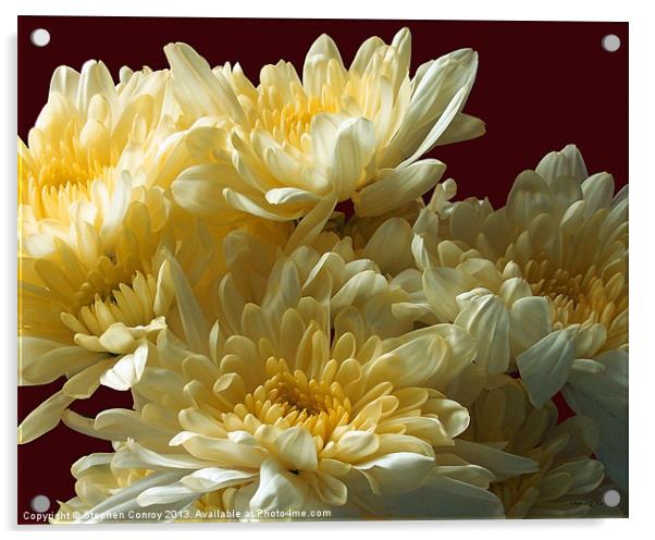 Chrysanthemums Close Up Acrylic by Stephen Conroy
