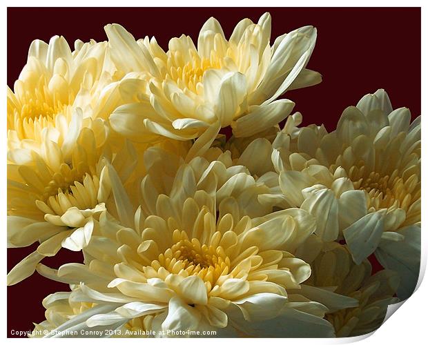 Chrysanthemums Close Up Print by Stephen Conroy