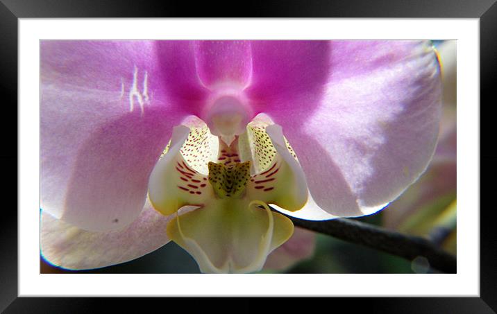 Orchid Flower Framed Mounted Print by Hamid Moham