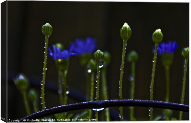 Little Flower Buds in rain Canvas Print by Michelle Orai