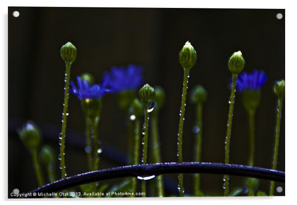 Little Flower Buds in rain Acrylic by Michelle Orai