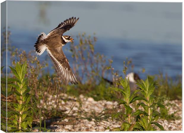 Ringed Plover Canvas Print by Don Davis