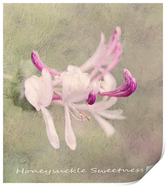 Summer Scent Print by Dawn Cox