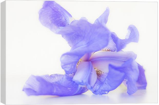 Pale blue Iris Canvas Print by Dawn Cox