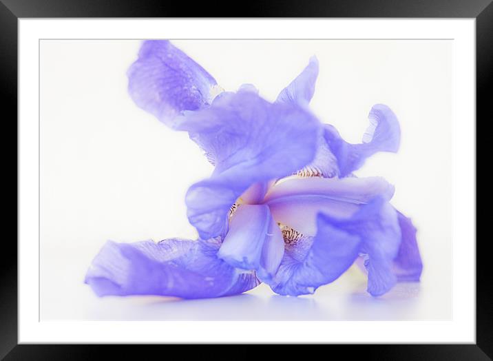 Pale blue Iris Framed Mounted Print by Dawn Cox