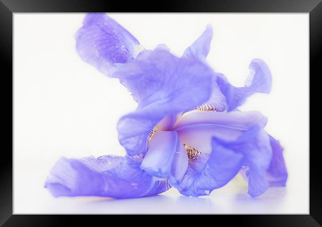 Pale blue Iris Framed Print by Dawn Cox