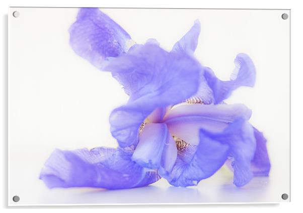 Pale blue Iris Acrylic by Dawn Cox