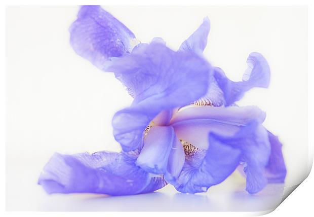 Pale blue Iris Print by Dawn Cox