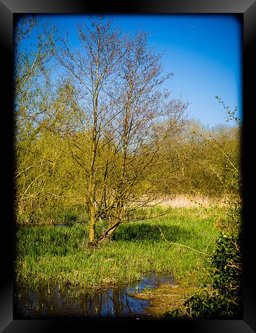 Kintbury Wetland Framed Print by Mark Llewellyn