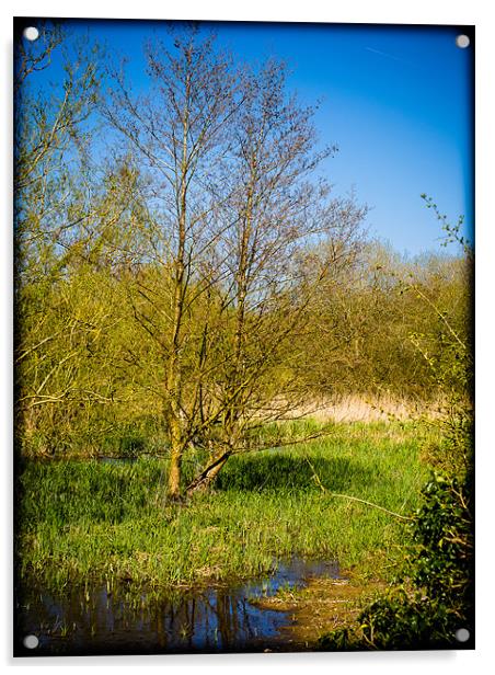 Kintbury Wetland Acrylic by Mark Llewellyn